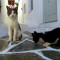 Mykonos Katzen (27)